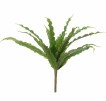 Asplenium maidenhair varen groen